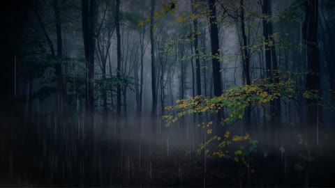 Dark Forest Rainfall