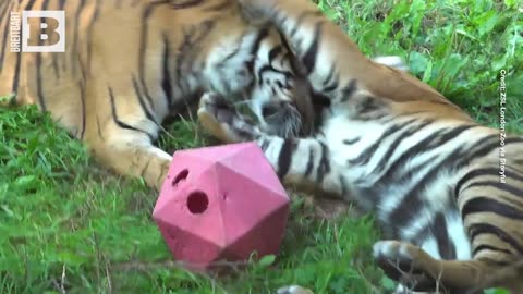 IT'S GRRREAT! Endangered Tiger Cubs Enjoy New Swing at London Zoo