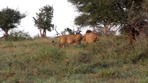 Mating Lions in the Kruger National Park