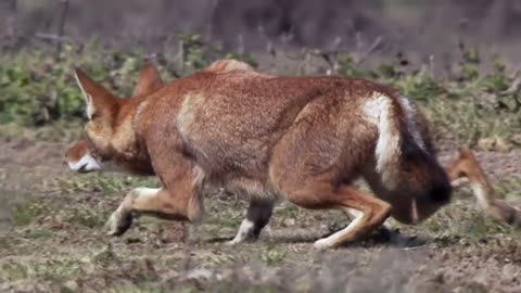 Life stalking Ethiopian wolf