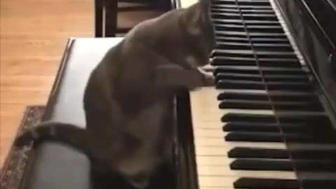 This cat plays piano better than me lol