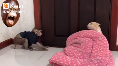 monkey vs cat
