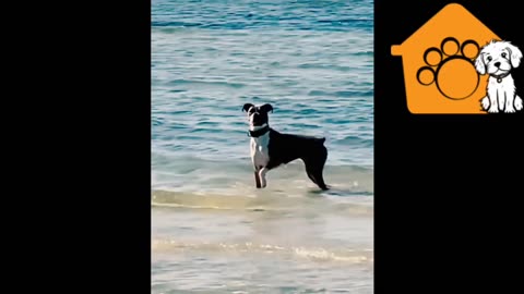 Funny dogs doing fun in water