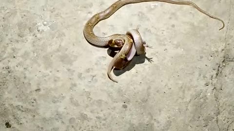 Snake Vs Lizard
