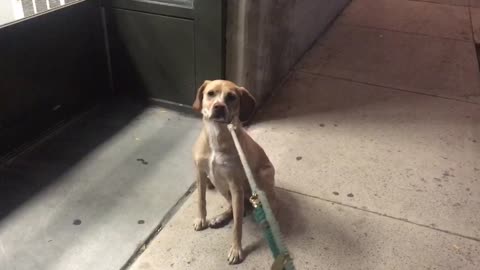Pet Store Is Closed, Dog Is Upset And Refuses To Leave