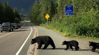 Bear Family Finds Their Way Across the Road