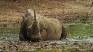 Africa Wildlife 4k video