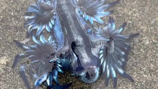 Blue Dragon Sea Slug Gently Swims