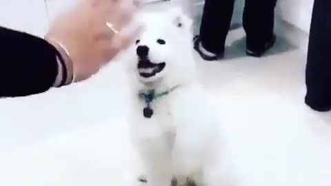 Funny Dogs Videos 2021😂😂