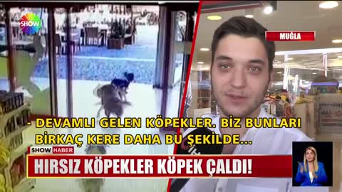 Hırsız köpekler köpek çaldı!