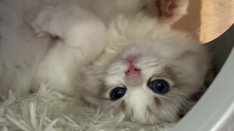 Cute cat