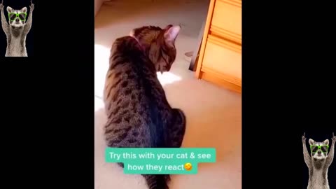 Laugh Riot Alert | 😂 New Funny Cats and Dogs - Unleash the Chuckles 🐾🤣