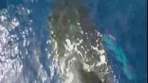 Big Blue Whale with drone's Footage Biggest creature on Earth.
