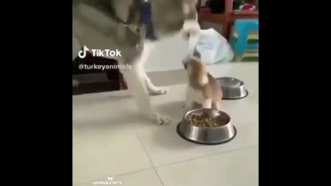 Funny husky dog vs small dog 😂🐕