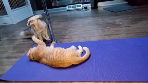 Cat and fox do yoga together...sort of