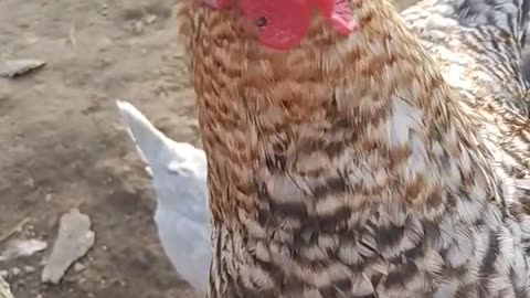 Silly Little Bantam Rooster