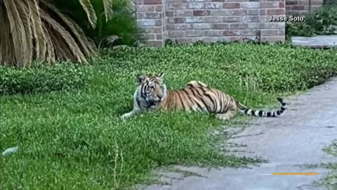 Un tigre suelto aparece en una zona residencial de Houston _ Noticias Telemundo