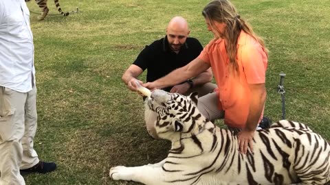 FEEDING TIGERS