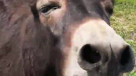 Donkey Has Something Urgent To Say | The donkey has something important to say #shorts #funny