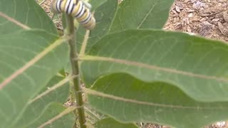 Monarch Butterfly Caterpillars