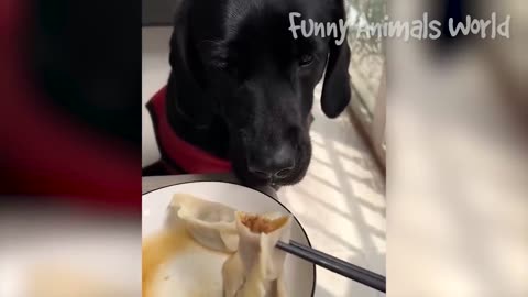 The funniest videos of cats and dogs 😅 - The most hilarious animal videos of 2023 😅😇