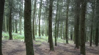 Two Bigfoot in UK Pine Forest