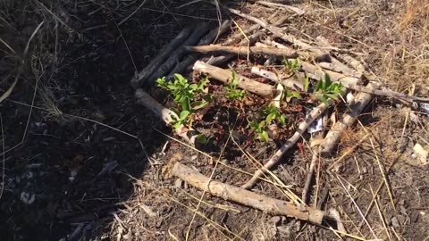 Garden Update Jan 23 - Infested Wormbin, Flowering Stolen Bush, Squash Squash Everywhere