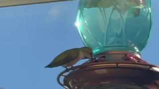 Hummingbird in LA