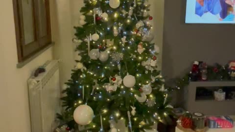 Cat Climbs Out Of Christmas Tree For Treats