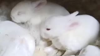 Cuteness Overload Baby Bunnies New Zealand Californian X