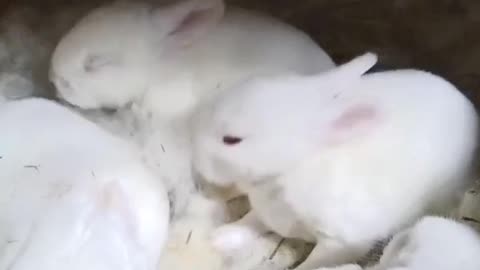 Cuteness Overload Baby Bunnies New Zealand Californian X