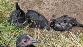 Chickens taking a dirt bath