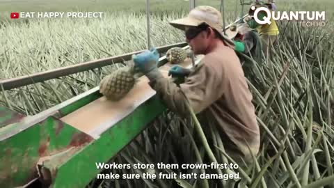 Harvesting the Most Delicious Pineapples in the World | Exotic Fruit Plantation