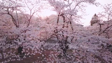 The Cherry Blossoms of Kakunodate, Japan