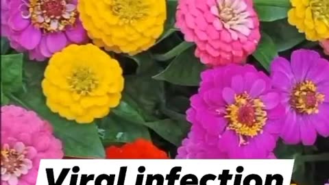 viral &viginal infection
