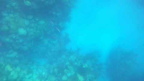 Freedive from Watch Hill to John Smith's Bay, Bermuda