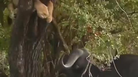 Buffalo tries to bite lion's as