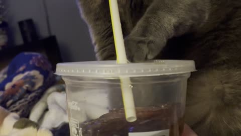 Cat Pulls Straw Out of Soda Cup