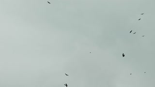 FLYING BIRDS IN TOWN