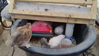 Baby Silkies