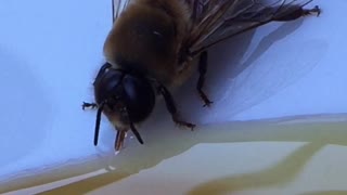 Man saves exhausted bee by serving it honey