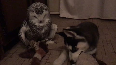 Owl and Husky