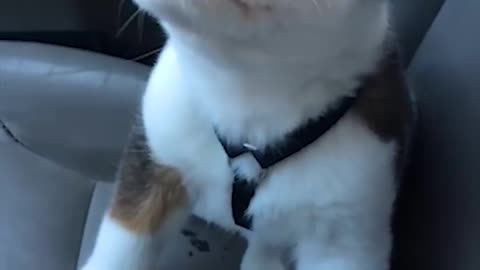 Funny Little Puppy Gets Angry at His Own Hiccups