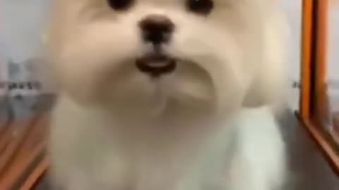 Cute Puppy Walking On Treadmill