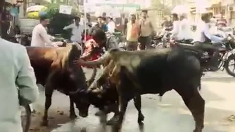 cow fight funny video