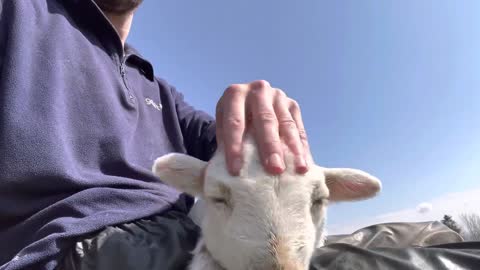 Cute Lamb Enjoying Head Massage