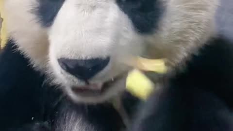 Eat it little day panda