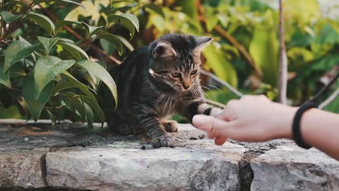 Person playing with cat funny video