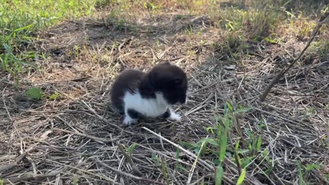 The charming moments of the little black cat