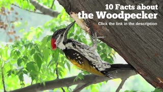 10 Facts about the Woodpecker